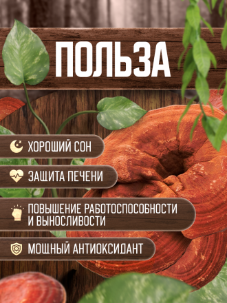 польза экстракта гриба рейши для здоровья