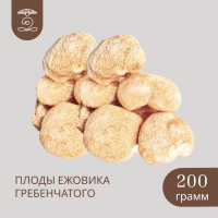 Плоды целые Дикорастущего ЕЖОВИКА Гребенчатого 200 грамм Плоды целые Дикорастущего ЕЖОВИКА Гребенчатого 200 грамм